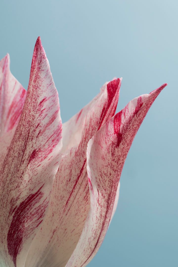 cirmos tulipán kék háttér előtt